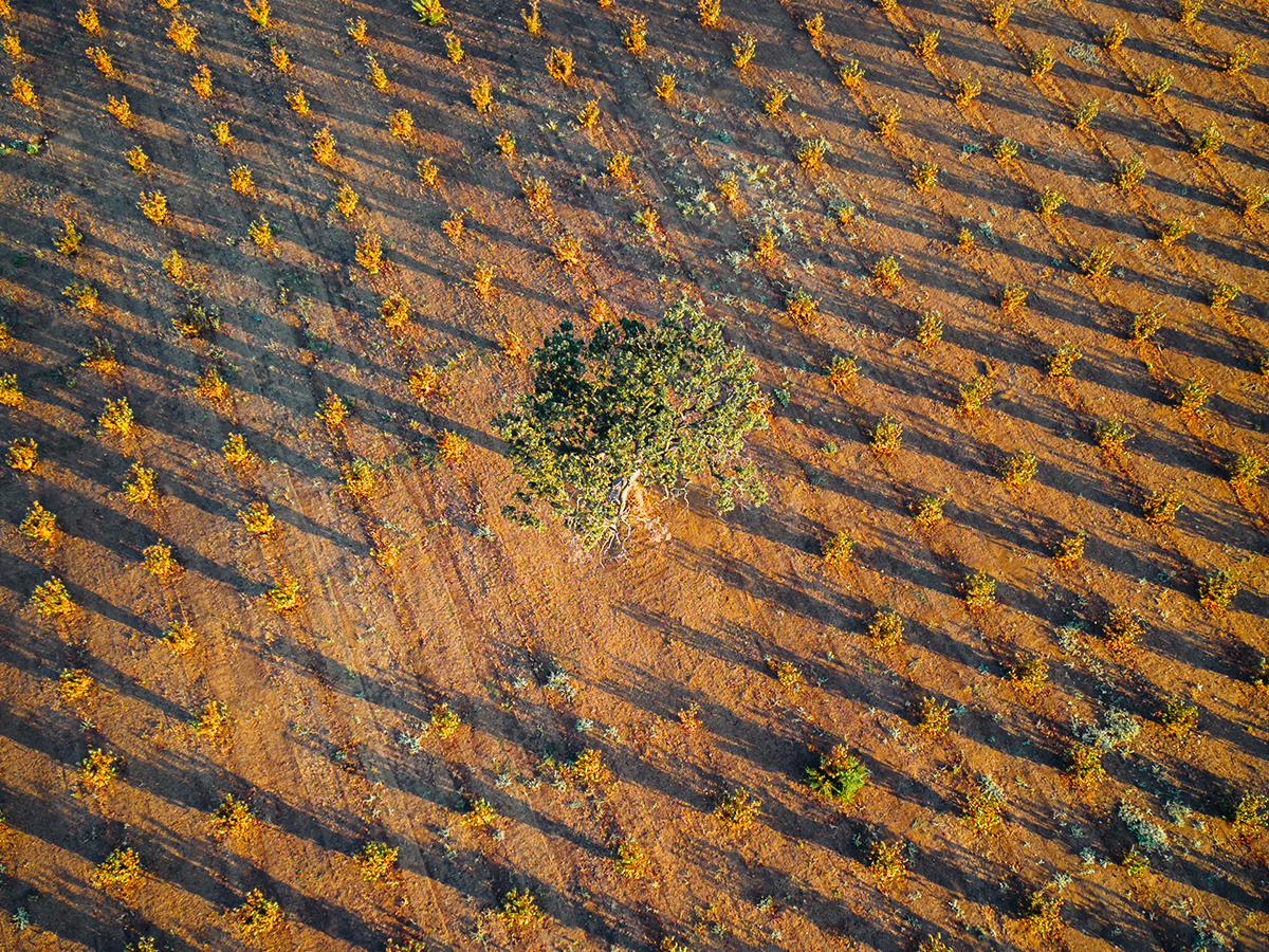 Our Italian hazelnut orchards