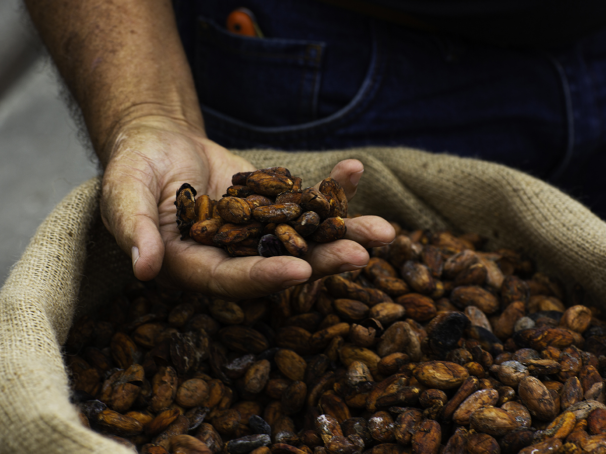 Our Cocoa Farming Program